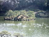 ”水鳥飛び交う清澄庭園”