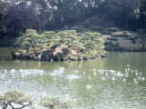 ”水鳥飛び交う清澄庭園”